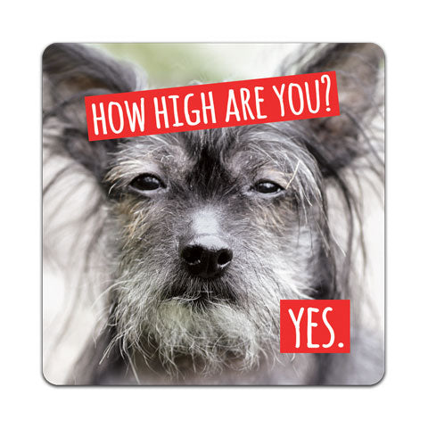 "How High Are" Vinyl Decal by CJ Bella Co